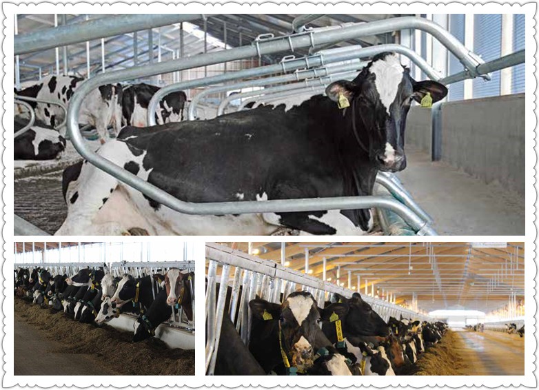 best fence for cows