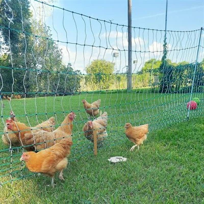 Poteaux de clôture pour volailles en fibre de verre Pulwell : sécurisez votre troupeau avec une clôture durable et nécessitant peu d'entretien.